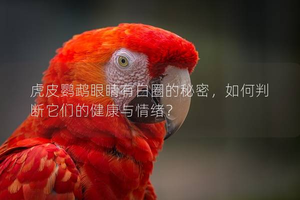 虎皮鹦鹉眼睛有白圈的秘密，如何判断它们的健康与情绪？