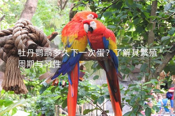 牡丹鹦鹉多久下一次蛋？了解其繁殖周期与习性