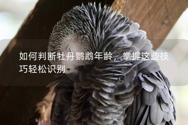 如何判断牡丹鹦鹉年龄，掌握这些技巧轻松识别