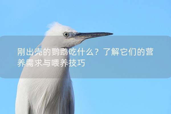 刚出壳的鹦鹉吃什么？了解它们的营养需求与喂养技巧