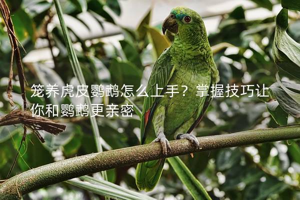 笼养虎皮鹦鹉怎么上手？掌握技巧让你和鹦鹉更亲密