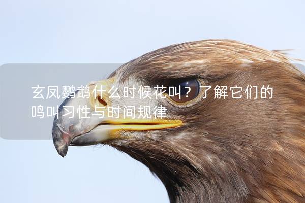 玄凤鹦鹉什么时候花叫？了解它们的鸣叫习性与时间规律