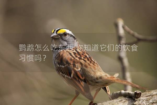 鹦鹉怎么吃东西,你知道它们的饮食习惯吗？