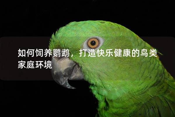 如何饲养鹦鹉，打造快乐健康的鸟类家庭环境