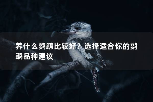 养什么鹦鹉比较好？选择适合你的鹦鹉品种建议