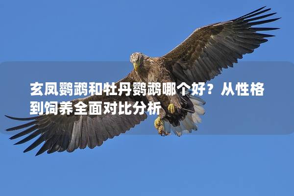 玄凤鹦鹉和牡丹鹦鹉哪个好？从性格到饲养全面对比分析