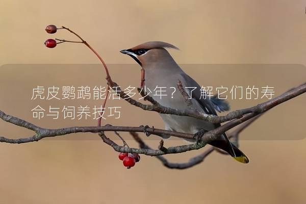 虎皮鹦鹉能活多少年？了解它们的寿命与饲养技巧