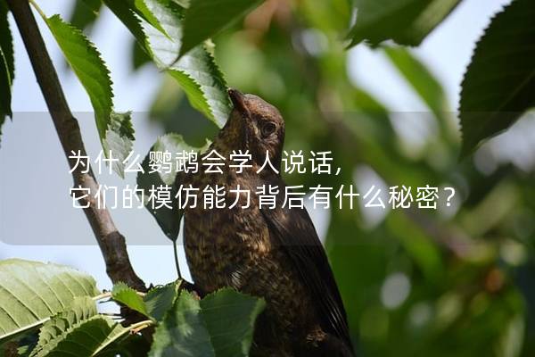 为什么鹦鹉会学人说话, 它们的模仿能力背后有什么秘密？