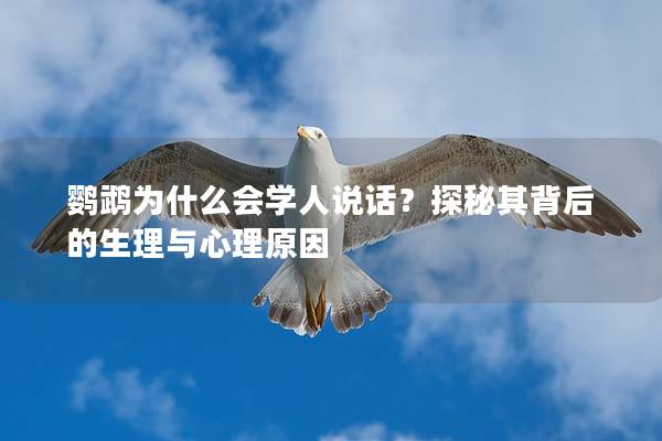 鹦鹉为什么会学人说话？探秘其背后的生理与心理原因