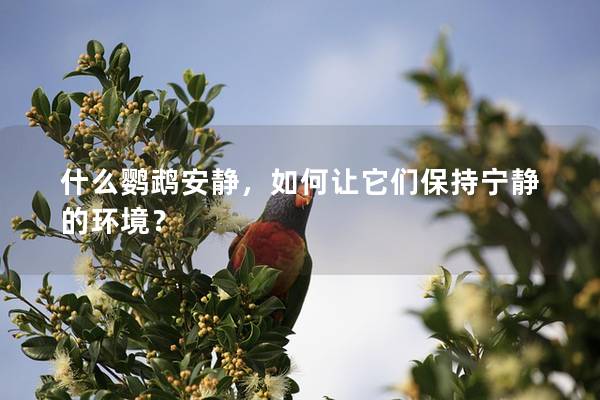 什么鹦鹉安静，如何让它们保持宁静的环境？