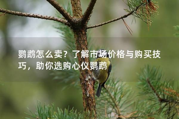 鹦鹉怎么卖？了解市场价格与购买技巧，助你选购心仪鹦鹉