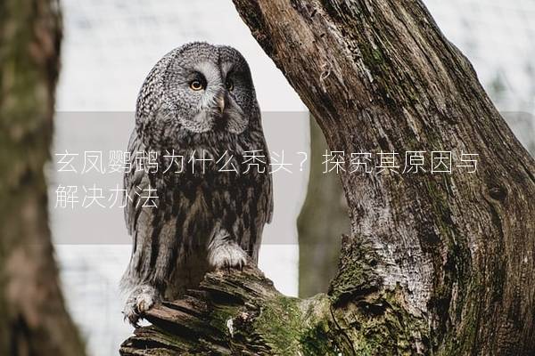 玄凤鹦鹉为什么秃头？探究其原因与解决办法