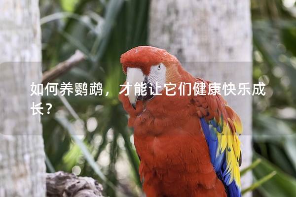 如何养鹦鹉，才能让它们健康快乐成长？