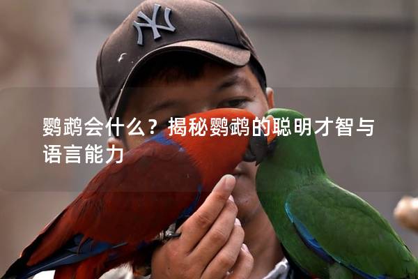 鹦鹉会什么？揭秘鹦鹉的聪明才智与语言能力