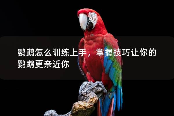 鹦鹉怎么训练上手，掌握技巧让你的鹦鹉更亲近你