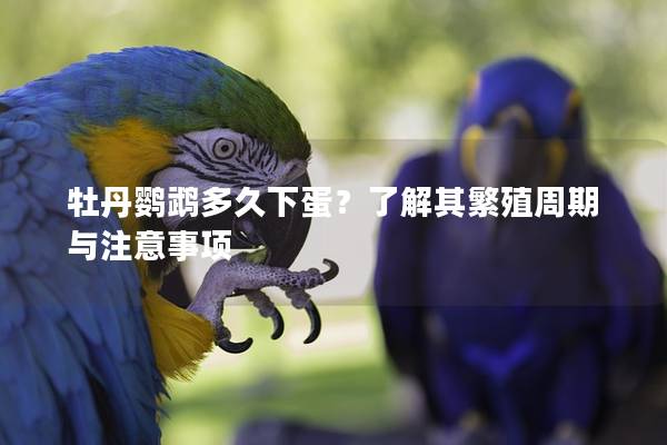 牡丹鹦鹉多久下蛋？了解其繁殖周期与注意事项