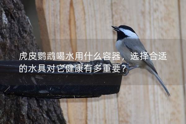 虎皮鹦鹉喝水用什么容器，选择合适的水具对它健康有多重要？