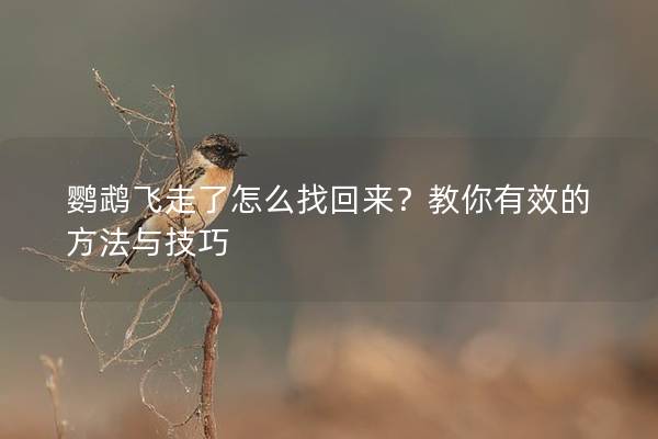 鹦鹉飞走了怎么找回来？教你有效的方法与技巧