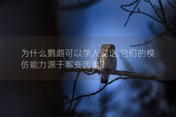 为什么鹦鹉可以学人说话,它们的模仿能力源于哪些因素？