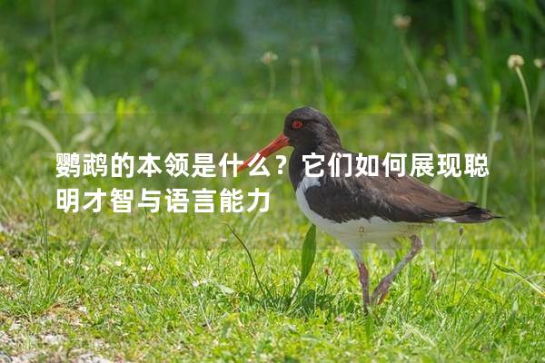 鹦鹉的本领是什么？它们如何展现聪明才智与语言能力