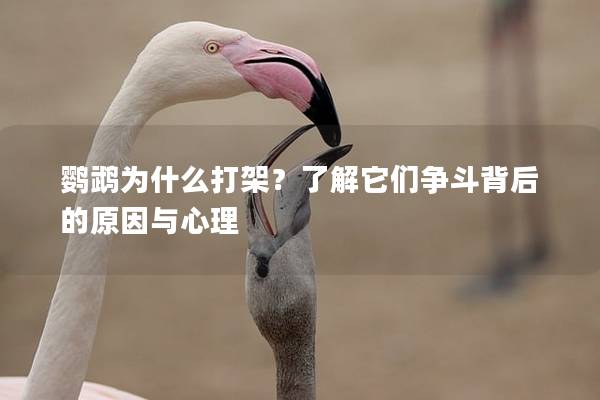 鹦鹉为什么打架？了解它们争斗背后的原因与心理