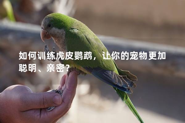 如何训练虎皮鹦鹉，让你的宠物更加聪明、亲密？