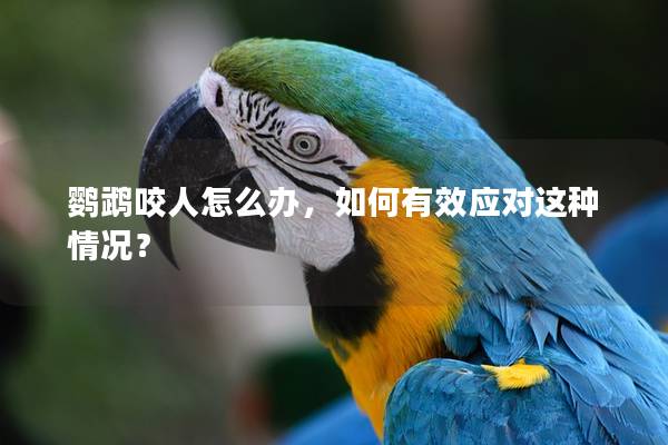 鹦鹉咬人怎么办，如何有效应对这种情况？