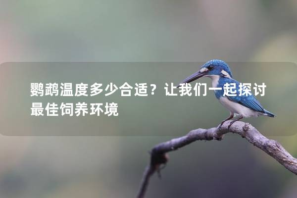 鹦鹉温度多少合适？让我们一起探讨最佳饲养环境