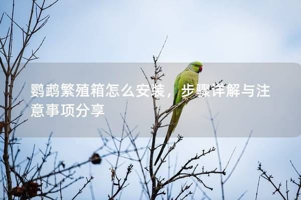 鹦鹉繁殖箱怎么安装，步骤详解与注意事项分享