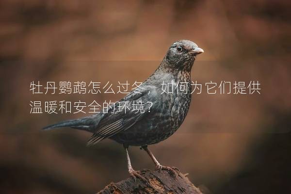 牡丹鹦鹉怎么过冬，如何为它们提供温暖和安全的环境？