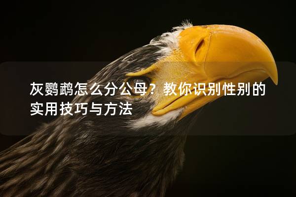 灰鹦鹉怎么分公母？教你识别性别的实用技巧与方法