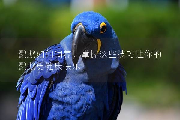 鹦鹉如何饲养，掌握这些技巧让你的鹦鹉更健康快乐