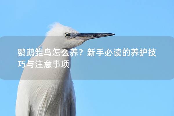 鹦鹉雏鸟怎么养？新手必读的养护技巧与注意事项