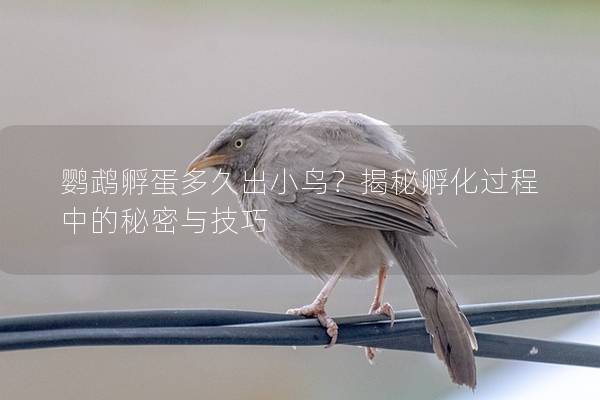 鹦鹉孵蛋多久出小鸟？揭秘孵化过程中的秘密与技巧