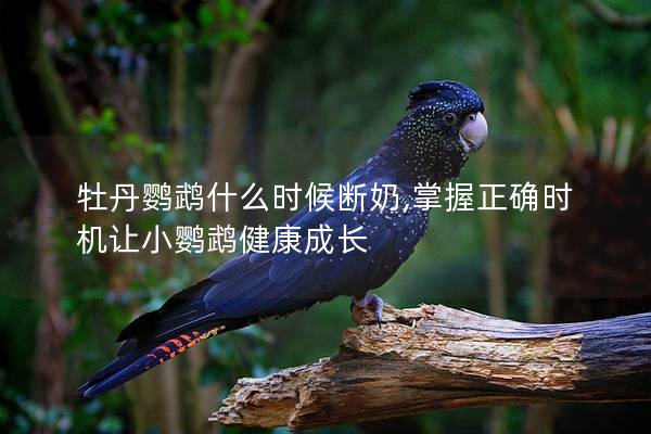 牡丹鹦鹉什么时候断奶,掌握正确时机让小鹦鹉健康成长
