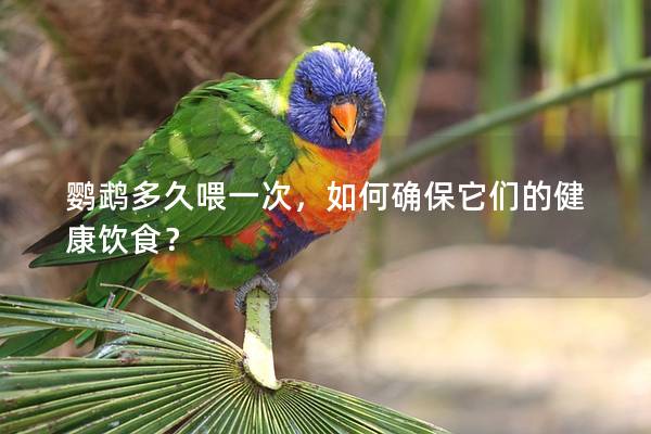 鹦鹉多久喂一次，如何确保它们的健康饮食？
