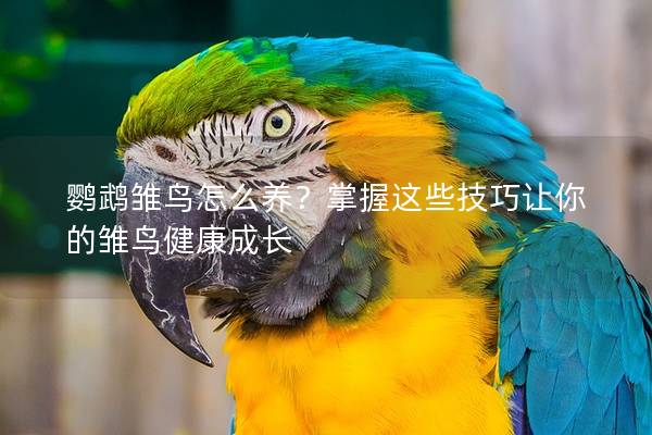鹦鹉雏鸟怎么养？掌握这些技巧让你的雏鸟健康成长