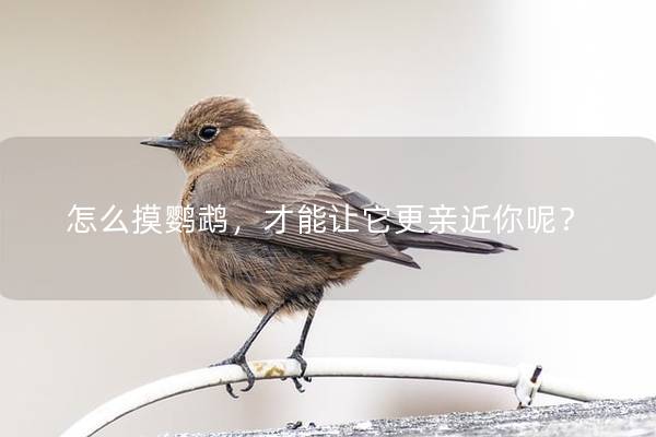 怎么摸鹦鹉，才能让它更亲近你呢？