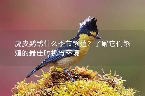 虎皮鹦鹉什么季节繁殖？了解它们繁殖的最佳时机与环境