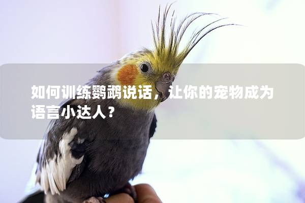 如何训练鹦鹉说话，让你的宠物成为语言小达人？