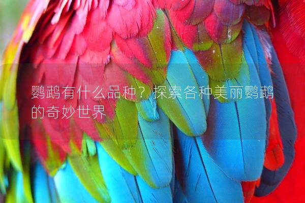 鹦鹉有什么品种？探索各种美丽鹦鹉的奇妙世界