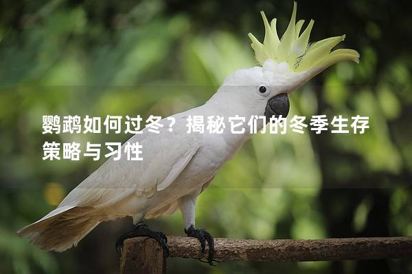 鹦鹉如何过冬？揭秘它们的冬季生存策略与习性