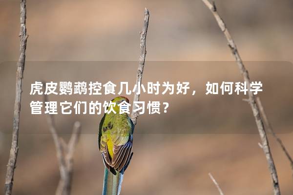 虎皮鹦鹉控食几小时为好，如何科学管理它们的饮食习惯？