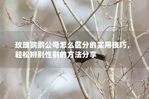 玫瑰鹦鹉公母怎么区分的实用技巧，轻松辨别性别的方法分享