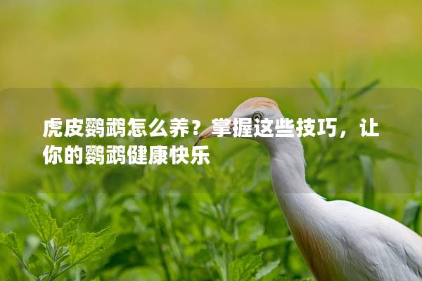 虎皮鹦鹉怎么养？掌握这些技巧，让你的鹦鹉健康快乐