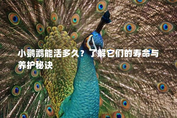 小鹦鹉能活多久？了解它们的寿命与养护秘诀