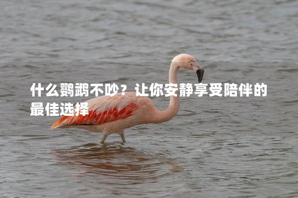 什么鹦鹉不吵？让你安静享受陪伴的最佳选择