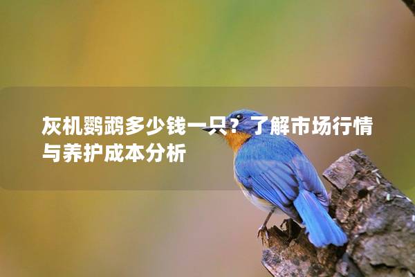 灰机鹦鹉多少钱一只？了解市场行情与养护成本分析