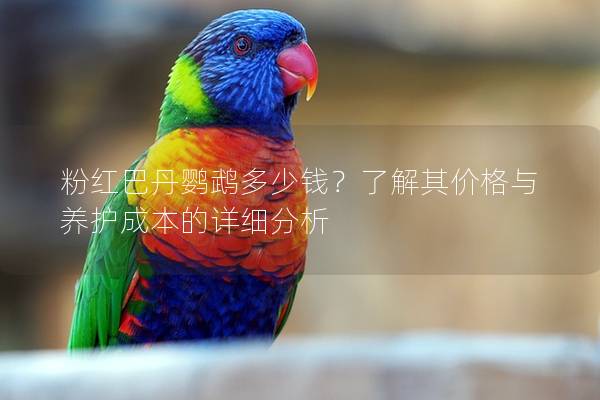 粉红巴丹鹦鹉多少钱？了解其价格与养护成本的详细分析