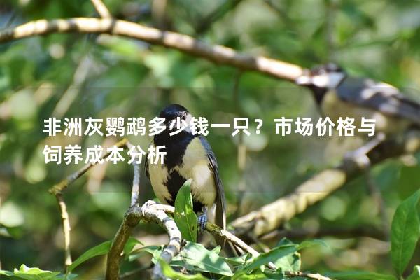 非洲灰鹦鹉多少钱一只？市场价格与饲养成本分析